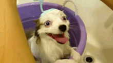 Omg Baths GIF - Puppey Dog Bath GIFs