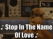 Alf Stop In The Name Of Love GIF - Alf Stop In The Name Of Love Stop GIFs