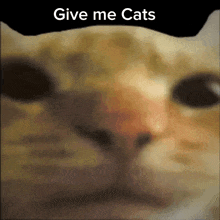 a close up of a cat 's face with the words give me cats written above it