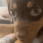 a close up of a puppy 's face with a blurry background .