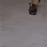 a blurred image of a person standing on a concrete floor with the words marco space visible in the corner