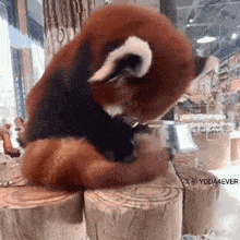 Redpanda Cute GIF - Redpanda Red Panda GIFs