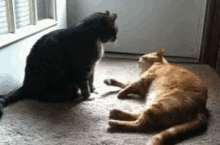 Cats Boop GIF - Cats Boop GIFs