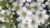 a bunch of small white flowers with pink centers