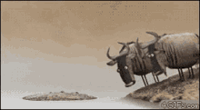 Wildebeest Poke GIF