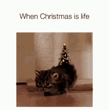 When Christmas Is Life Kitten GIF - When Christmas Is Life Kitten Christmas Lights GIFs