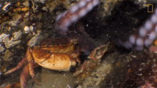 Octopus Pulling A Crab Camouflage Queen GIF