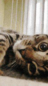 Kitty Cat GIF - Kitty Cat Cat Kiss GIFs