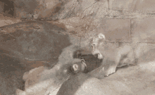 a monkey with a pink face is laying on the ground