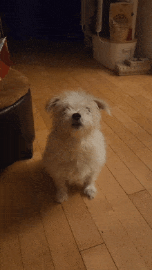 Scout Dog GIF - Scout Dog Puppy GIFs
