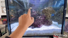 porcupine puffer fish viralhog fish follow follow finger