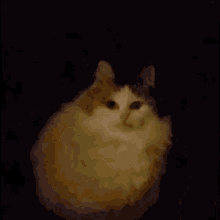Cat Fat GIF - Cat Fat Weird GIFs