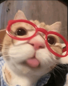 a close up of a cat wearing red glasses sticking out its tongue .