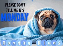 a pug dog wrapped in a blue blanket with monday blues written below