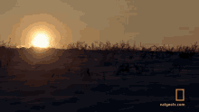 Sunset The Great Human Race GIF