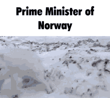 Snow Fox Fox GIF - Snow Fox Fox Prime Minister Of Norway GIFs