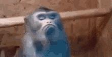 Singe Monkey GIF - Singe Monkey GIFs