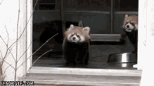 Raccoon Scared GIF - Raccoon Scared Funny GIFs