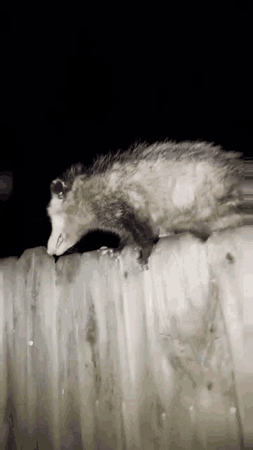 [Image: opossum-push.gif]