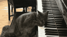 Cat...I'M A Professional! GIF - Playing Cat Piano GIFs