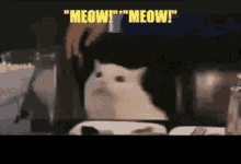 Meow Memes GIF - Meow Memes Meme GIFs