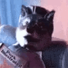 a cat is sitting on a couch holding a newspaper .
