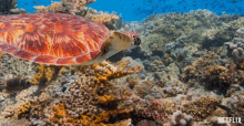 Swimming Turtle GIF - Swimming Turtle Coral GIFs
