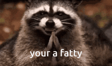 Fat Raccoon GIF - Fat Raccoon Hehehe GIFs