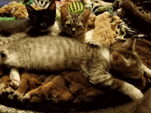 Kittens Arabian Mau Cute Kitties GIF - Kittens Arabian Mau Cute Kitties Lazy GIFs