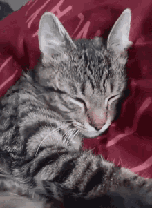 Bl4cklist Benni Sleep GIF - Bl4cklist Benni Sleep Sleepy Cat GIFs