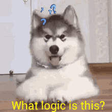 Dog Logic GIF - Dog Logic Cute GIFs