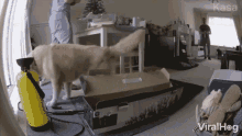 Dog Cleaning Its Sleeping Place Viralhog GIF - Dog Cleaning Its Sleeping Place Viralhog Kick That Box GIFs
