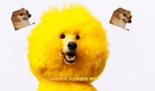 Can Abi Can Sarı Köpek GIF - Can Abi Can Sarı Köpek Canla Sarı Köpek GIFs