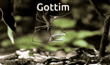 Spider Gottim GIF