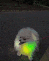 Pomeranian Dog GIF