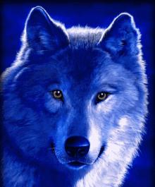 Wolf Stare GIF - Wolf Stare Staring GIFs