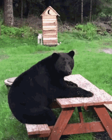 bear patient