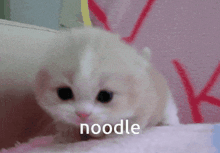 Kitten Noodle GIF - Kitten Noodle Cat GIFs