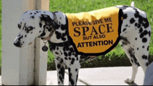 a dalmatian dog wears a yellow vest that says please give me space but also attention