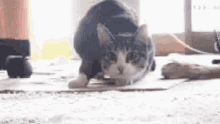 Shaquille O Neal Cat GIF - Shaquille O Neal Cat Wiggle GIFs