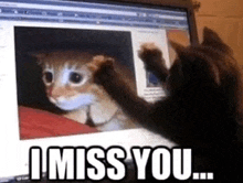 a cat is looking at a picture of a kitten on a computer screen with the words " i miss you " below it