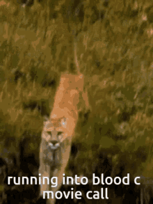 Puma Blood Clot GIF - Puma Blood Clot Blood C GIFs