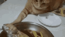Cat Fishy GIF - Cat Fishy Touch GIFs