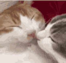 Cute Cat Blep GIF - Cute Cat Blep GIFs