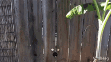 Viralhog Dog GIF - Viralhog Dog Fence GIFs