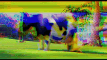 Cow Milk GIF