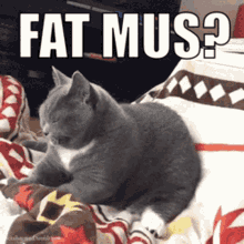 Fat Mus Mus GIF - Fat Mus Mus Mussi GIFs