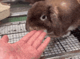 a close up of a person 's hand touching a rabbit in a cage