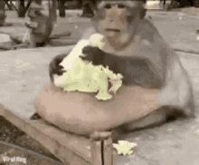 Fatty Monkey GIF - Fatty Monkey Barfie GIFs