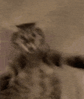 a close up of a cat 's face with its eyes closed